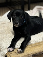 FELIX, Hund, Mischlingshund in Rumänien - Bild 1