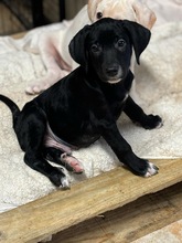 FELIX, Hund, Mischlingshund in Rumänien - Bild 2