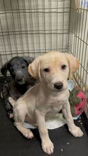 ALMA, Hund, Mischlingshund in Rumänien - Bild 4