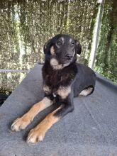 BOBBI, Hund, Mischlingshund in Rumänien - Bild 2