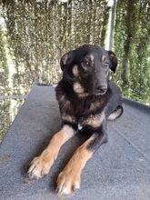 BOBBI, Hund, Mischlingshund in Rumänien - Bild 3