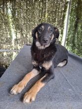BOBBI, Hund, Mischlingshund in Rumänien - Bild 4