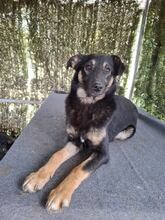 BOBBI, Hund, Mischlingshund in Rumänien - Bild 5