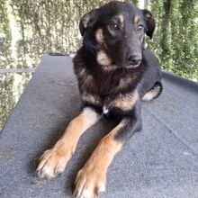 BOBBI, Hund, Mischlingshund in Rumänien - Bild 6