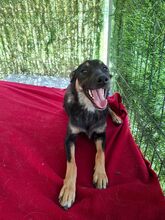 BOBBI, Hund, Mischlingshund in Forchheim