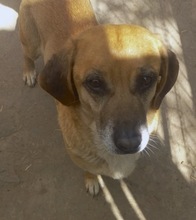 TOLO, Hund, Mischlingshund in Rumänien - Bild 2