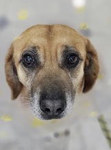 TOLO, Hund, Mischlingshund in Rumänien - Bild 3