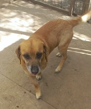 TOLO, Hund, Mischlingshund in Rumänien - Bild 4