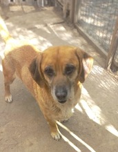 TOLO, Hund, Mischlingshund in Rumänien - Bild 5