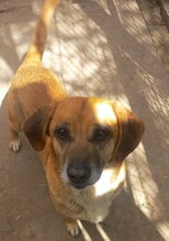 TOLO, Hund, Mischlingshund in Rumänien - Bild 6