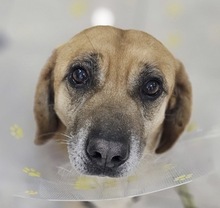 TOLO, Hund, Mischlingshund in Rumänien - Bild 8