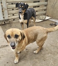 TOLO, Hund, Mischlingshund in Rumänien - Bild 9