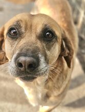 TOLO, Hund, Mischlingshund in Zaberfeld