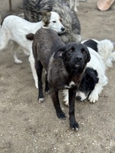 FIA, Hund, Mischlingshund in Rumänien - Bild 2