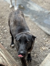 FIA, Hund, Mischlingshund in Rumänien - Bild 3