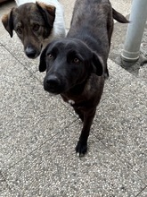 FIA, Hund, Mischlingshund in Rumänien - Bild 4