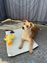ARIA, Hund, Mischlingshund in München - Bild 2