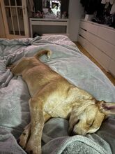 ARIA, Hund, Mischlingshund in München - Bild 3