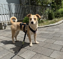 ARIA, Hund, Mischlingshund in München - Bild 4