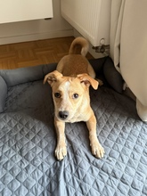 ARIA, Hund, Mischlingshund in München - Bild 5