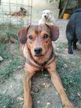 NUTELLA, Hund, Mischlingshund in Rumänien - Bild 1