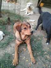 NUTELLA, Hund, Mischlingshund in Rumänien - Bild 2