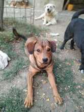 NUTELLA, Hund, Mischlingshund in Rumänien - Bild 3