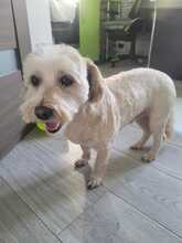 SAMSON, Hund, Mischlingshund in Rumänien - Bild 11