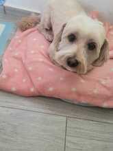 SAMSON, Hund, Mischlingshund in Rumänien - Bild 14