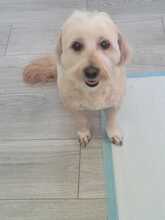 SAMSON, Hund, Mischlingshund in Rumänien - Bild 3