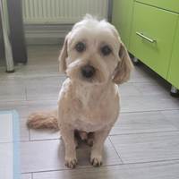 SAMSON, Hund, Mischlingshund in Rumänien - Bild 4