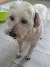 SAMSON, Hund, Mischlingshund in Rumänien - Bild 5