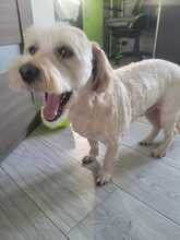 SAMSON, Hund, Mischlingshund in Rumänien - Bild 6