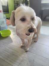 SAMSON, Hund, Mischlingshund in Rumänien - Bild 7