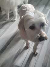 SAMSON, Hund, Mischlingshund in Rumänien - Bild 8