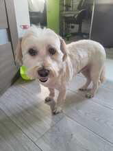 SAMSON, Hund, Mischlingshund in Rumänien - Bild 9