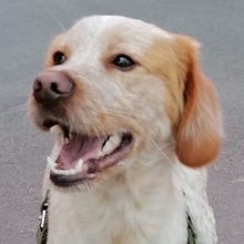 HUGO, Hund, Mischlingshund in Griechenland - Bild 1