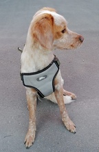 HUGO, Hund, Mischlingshund in Griechenland - Bild 2
