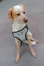 HUGO, Hund, Mischlingshund in Griechenland - Bild 3