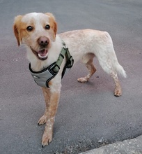 HUGO, Hund, Mischlingshund in Griechenland - Bild 4