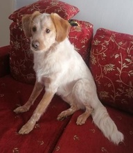 HUGO, Hund, Mischlingshund in Griechenland - Bild 5