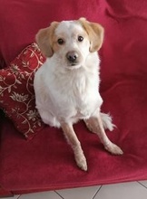 HUGO, Hund, Mischlingshund in Griechenland - Bild 6