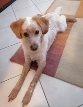 HUGO, Hund, Mischlingshund in Griechenland - Bild 7