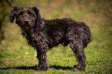 DALI, Hund, Puli-Mix in Ungarn - Bild 1