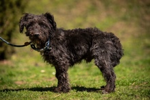 DALI, Hund, Puli-Mix in Ungarn - Bild 10