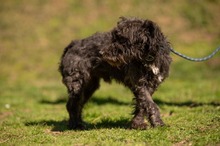 DALI, Hund, Puli-Mix in Ungarn - Bild 2