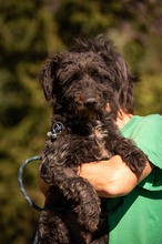 DALI, Hund, Puli-Mix in Ungarn - Bild 3