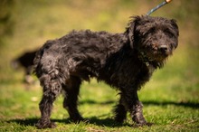 DALI, Hund, Puli-Mix in Ungarn - Bild 4