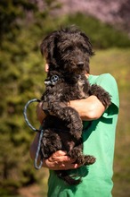 DALI, Hund, Puli-Mix in Ungarn - Bild 5