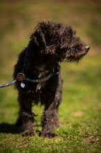 DALI, Hund, Puli-Mix in Ungarn - Bild 6